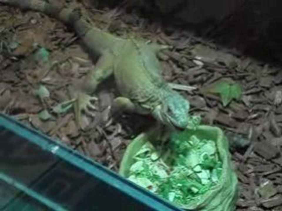 Mon iguane qui mange