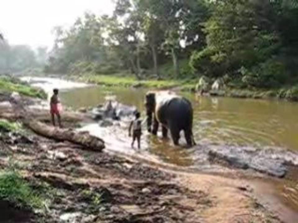 N' Elephant