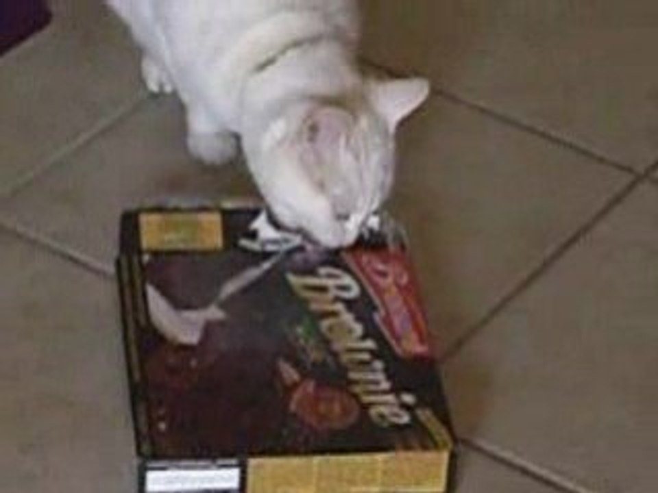 Brownie pour chat