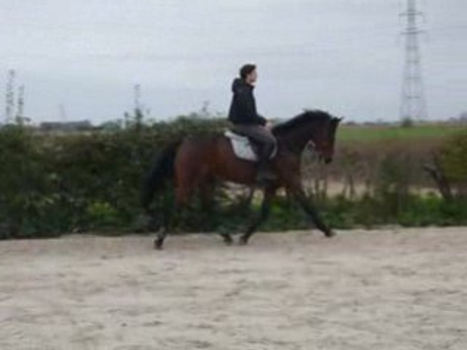 Trot