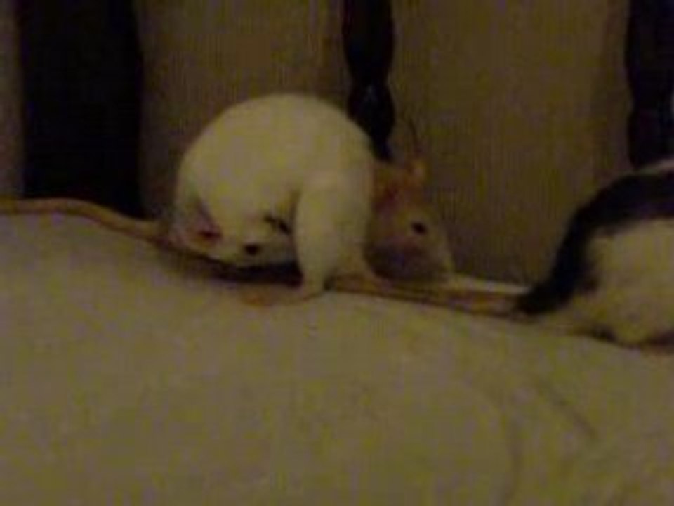 Baloo et mes autres rats