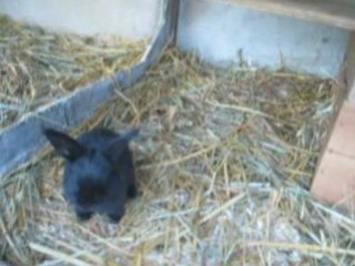 bébés Caramelle & Emilio 27 jours MVI_4615