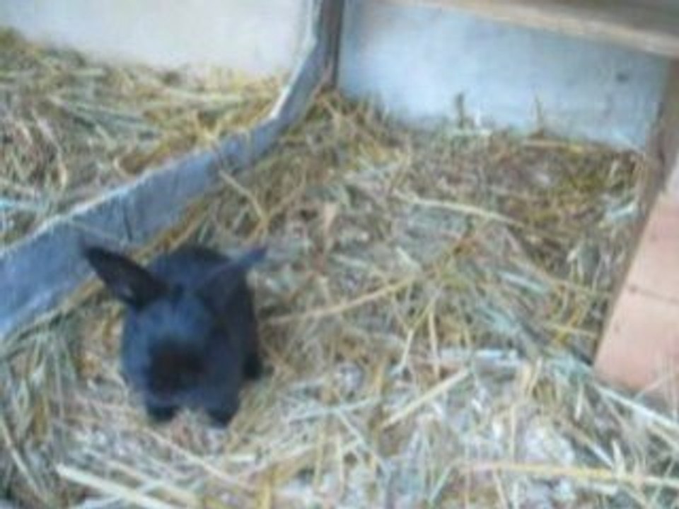 bébés Caramelle & Emilio 27 jours MVI_4615