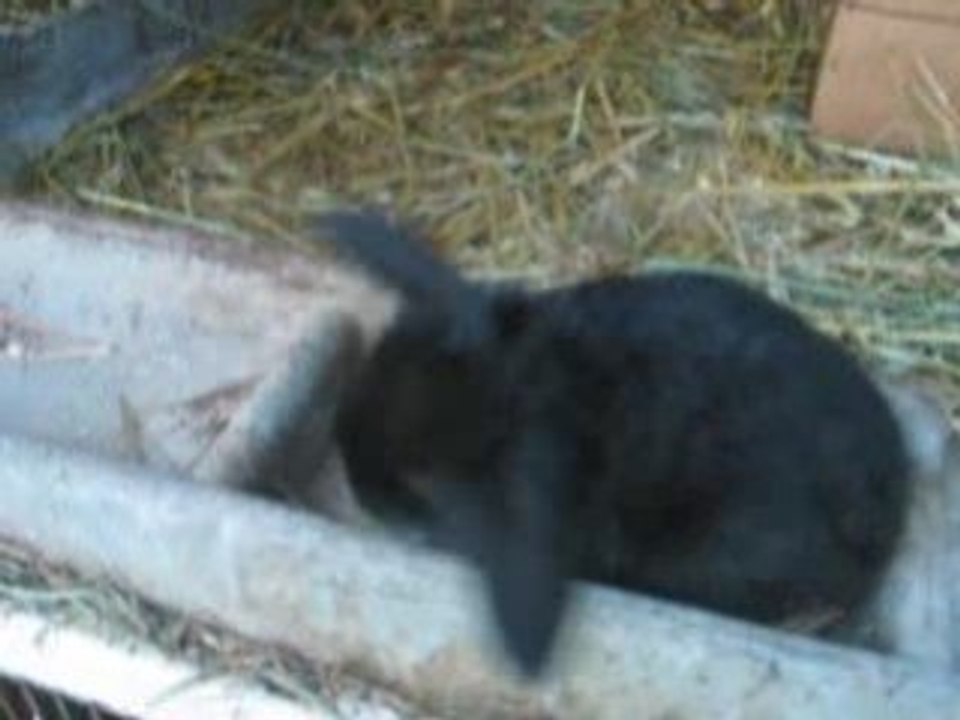 bébés Caramelle & Emilio 27 jours MVI_4617