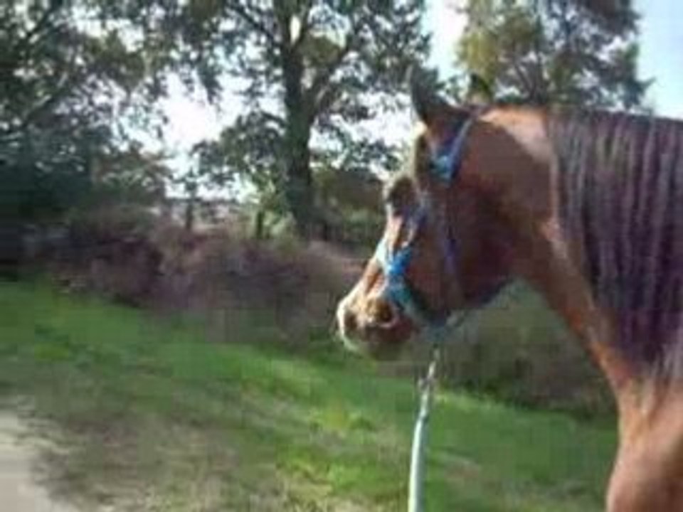 Balade du dimanche avec un cheval