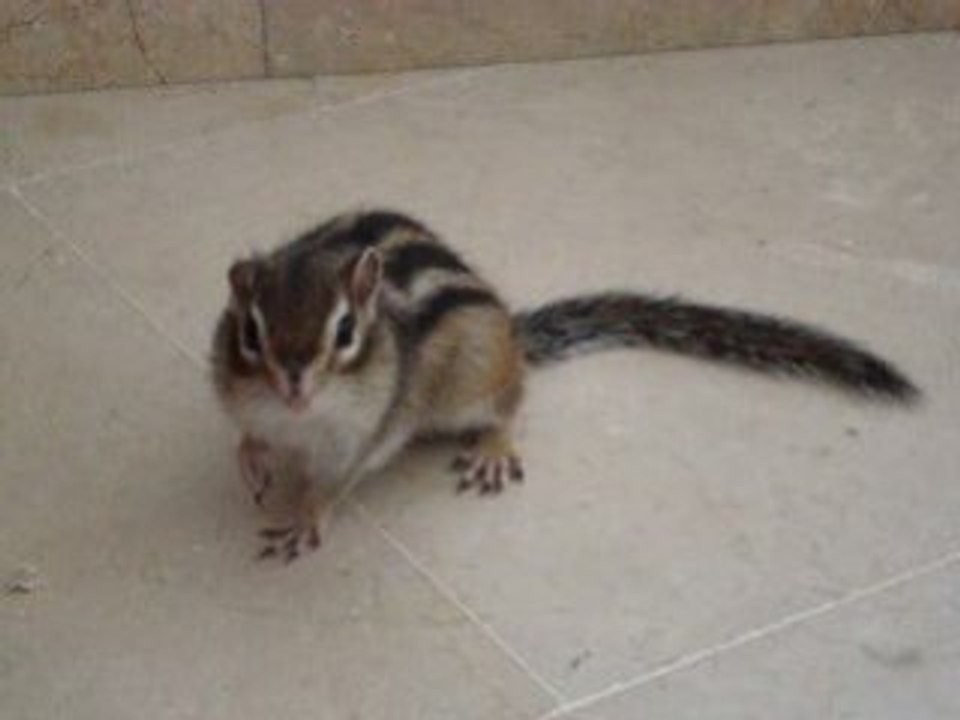 Shiper adore être filmé