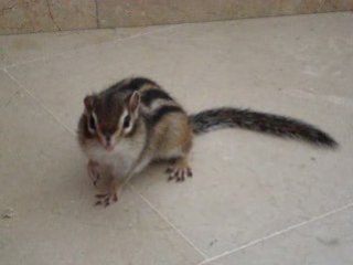 Shiper adore être filmé