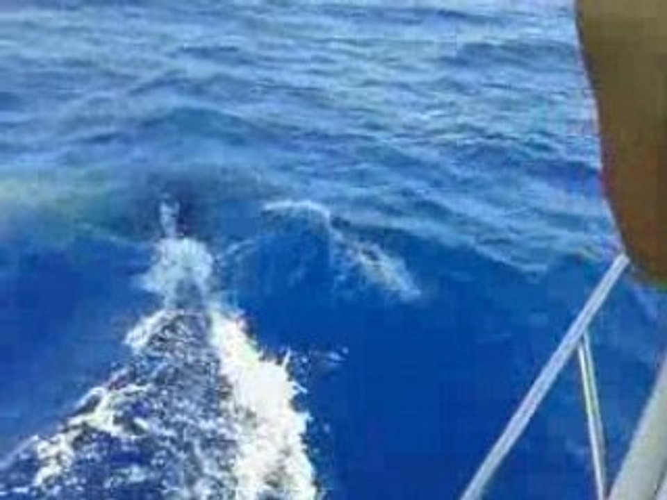 Voici Les Dauphins La Mer Méditerranée