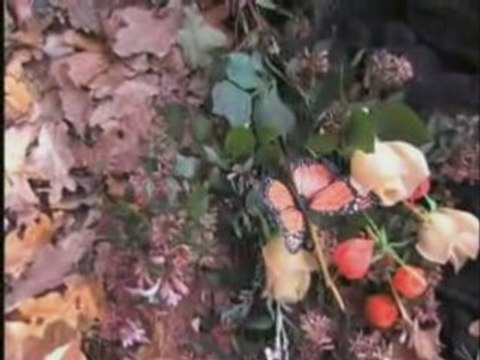 Fée de l'étang, fée du logis