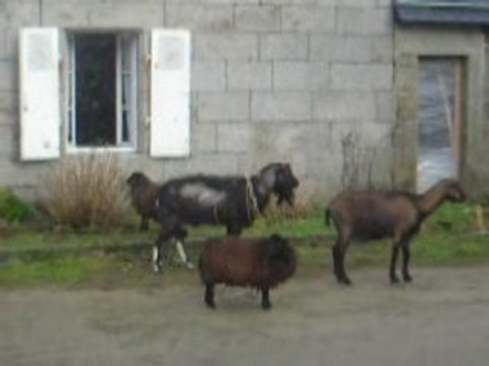 chevres et moutons se baladent