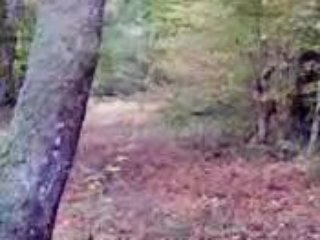 chasse aux sangliers a Amazy