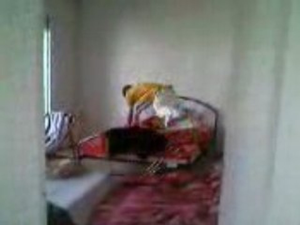 cinglé qui saute sur son lit