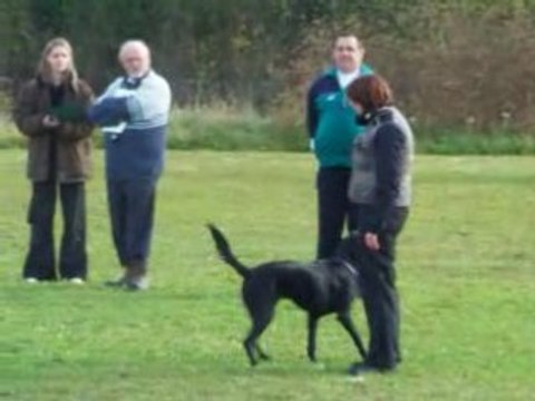 Concour canin JARNY obeissance rapport d objet