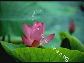 Ballade canine au bord du canal