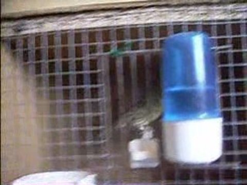 mes canari et la piec d'elevage