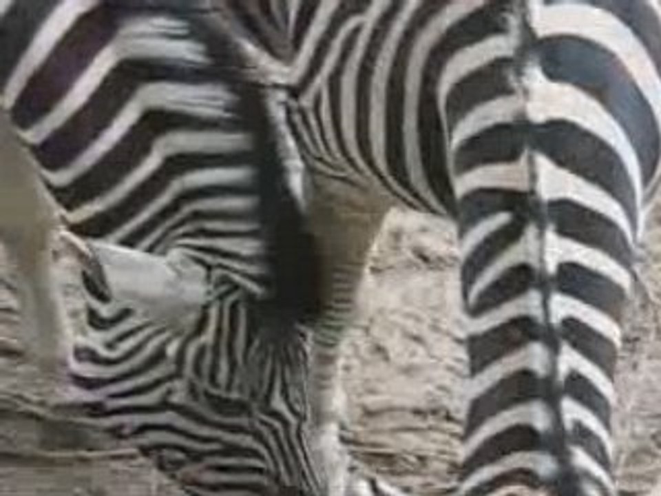 Zoo de Doué la fontaine