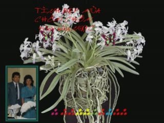 MICK TINH DEP MUA CHOM CHOM