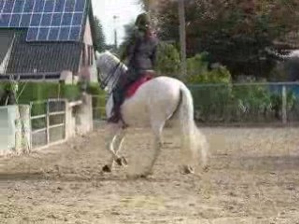 Travail dressage octobre 2008