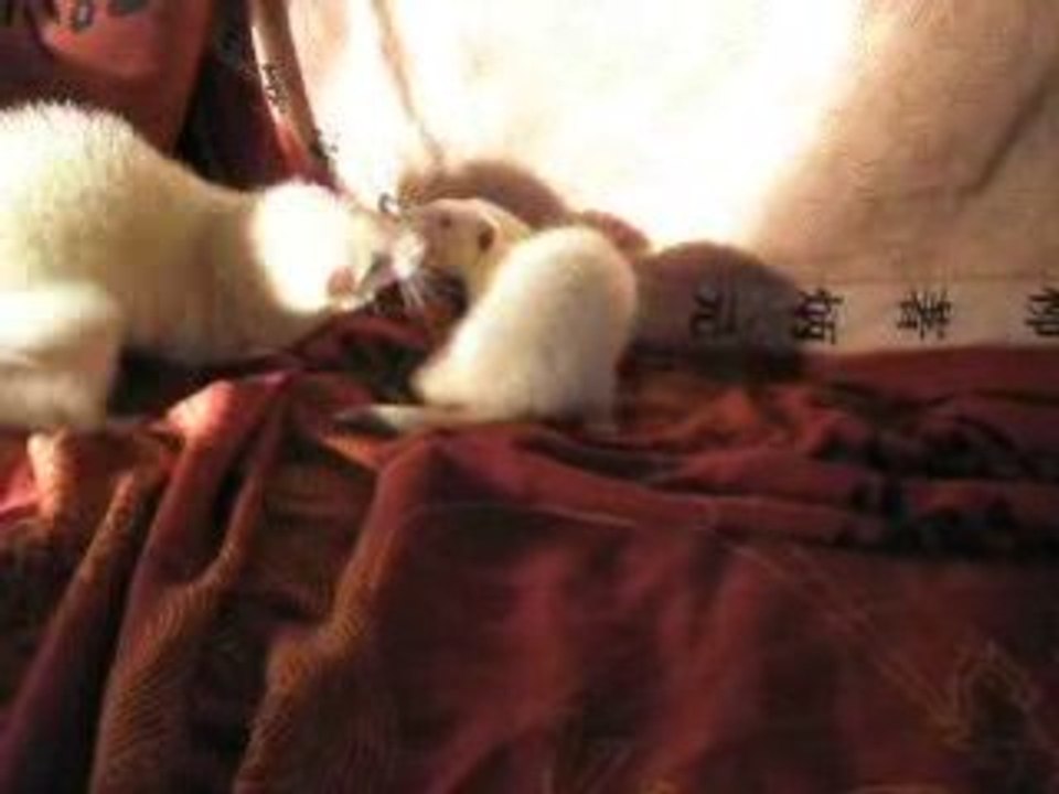 La P'tite Lulu, La P'tite Luciole