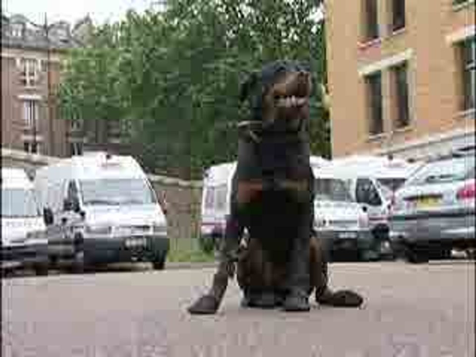 Des "chaussettes" pour chiens policiers