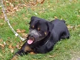 BALOO oct 08 020