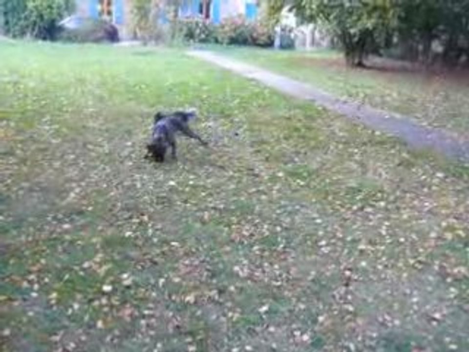 Chuna et Nouka jouent 2