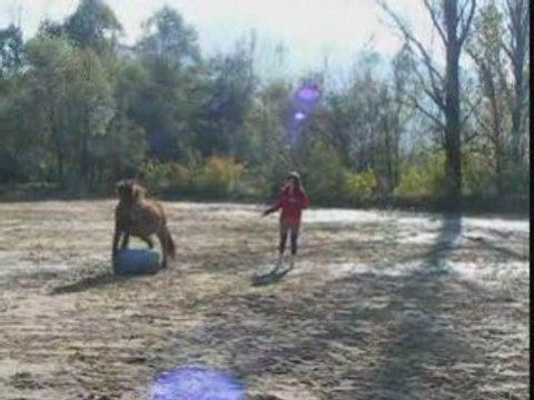 Olive travail en carriere