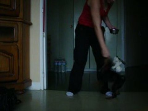 Dina, pinscher nain 3mois obérythmée: le huit