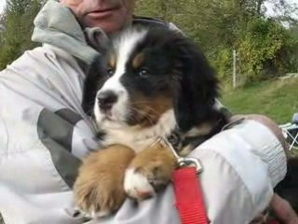 BEBE BOUVIER BERNOIS