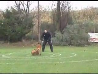 Veron du Calvaire aux Accacias