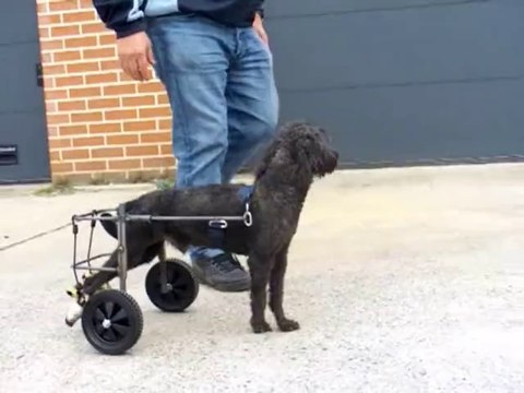 chariot pour chien paralysé