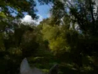 galop sous les arbres....