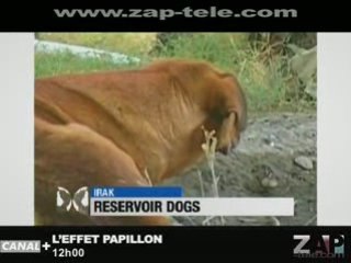 Des toutous irakiens...