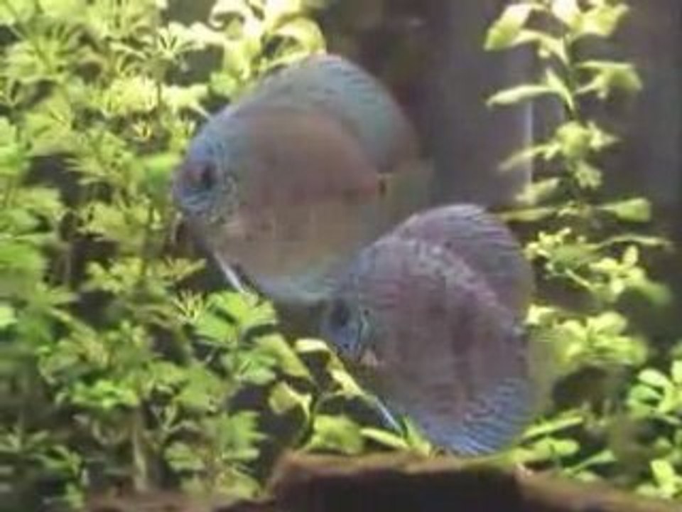Discus couple Red Royal Turquoise