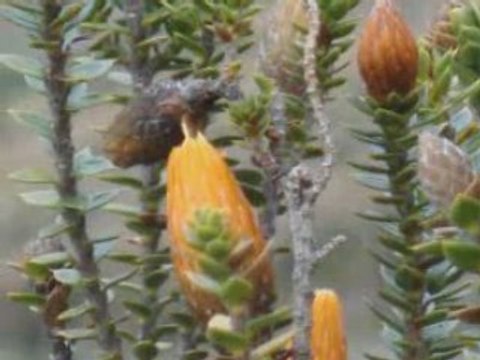 Equateur - Mois d'Octobre - Cotopaxi, Quilotoa, Baños