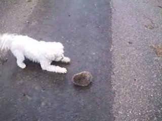mon toutou et le hérisson