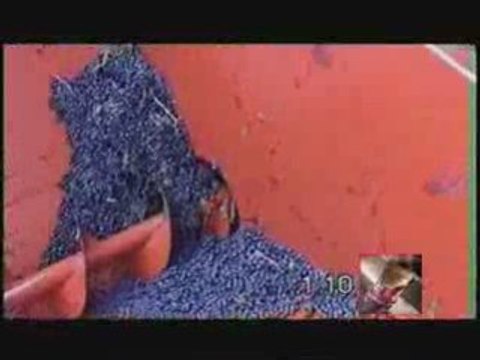 Réception de la vendange - Vinification en rouge