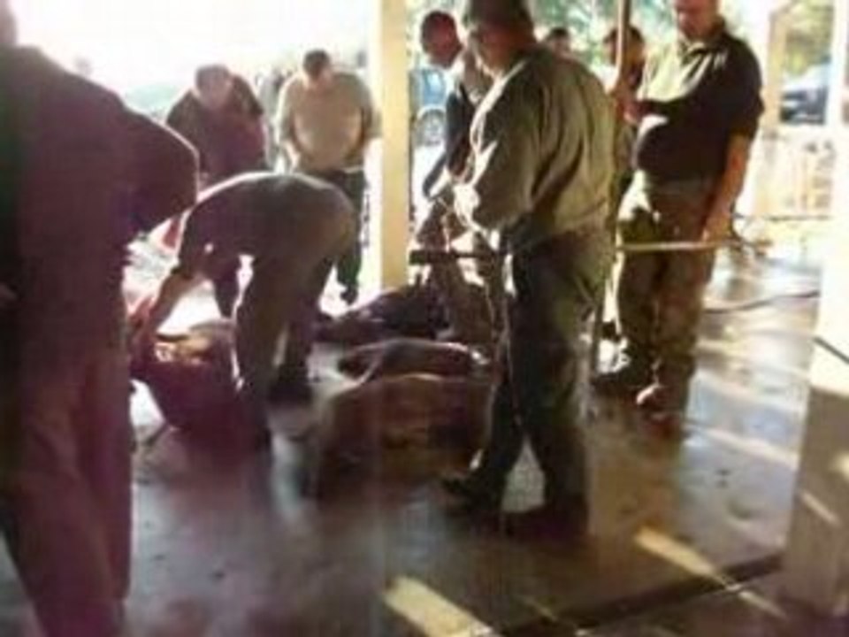 EPAGNEUL DE SAINT USUGE JOURNEE DE CHASSE 19 10 2008