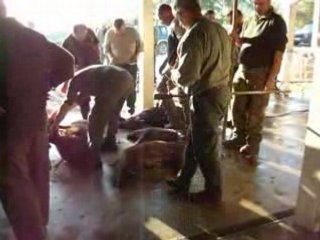 EPAGNEUL DE SAINT USUGE JOURNEE DE CHASSE 19 10 2008