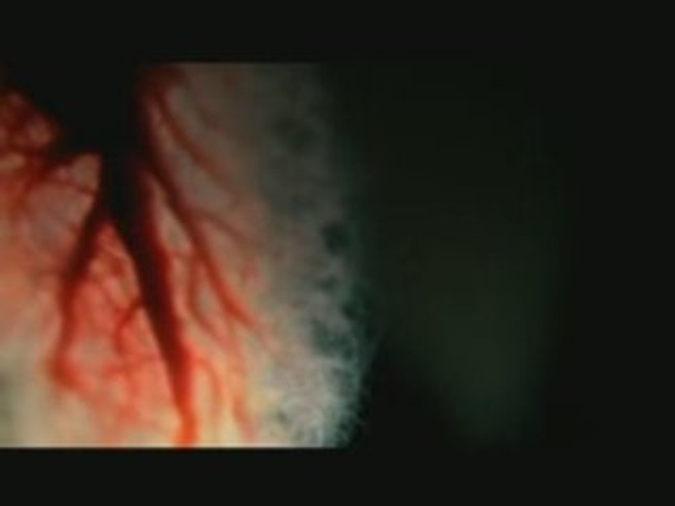 Isis : Holy Tears | Clip