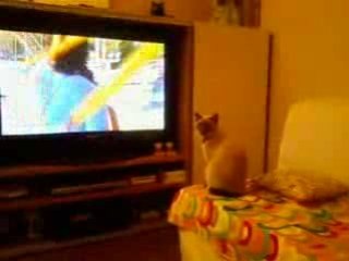 Regarde la tele