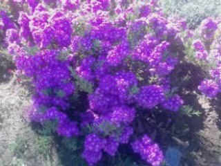 Plantas e as suas cores