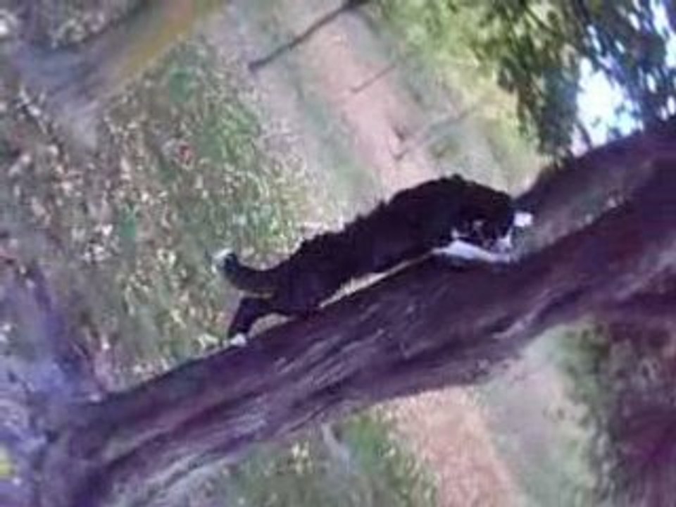 Vodka dans les arbres