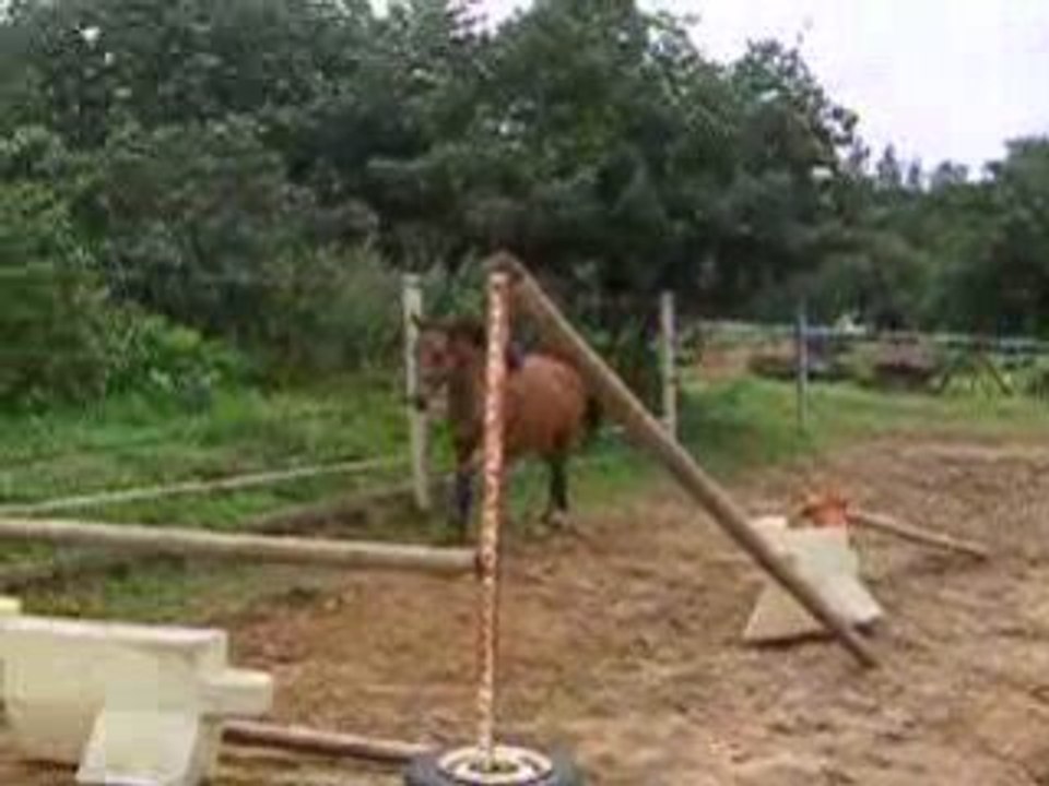 Poney New Forest à vendre (www.asso-newforest.com)