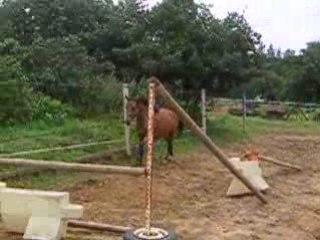 Poney New Forest à vendre (www.asso-newforest.com)