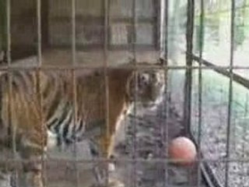 Two Tigers - Unlocked Cage - In Backyard