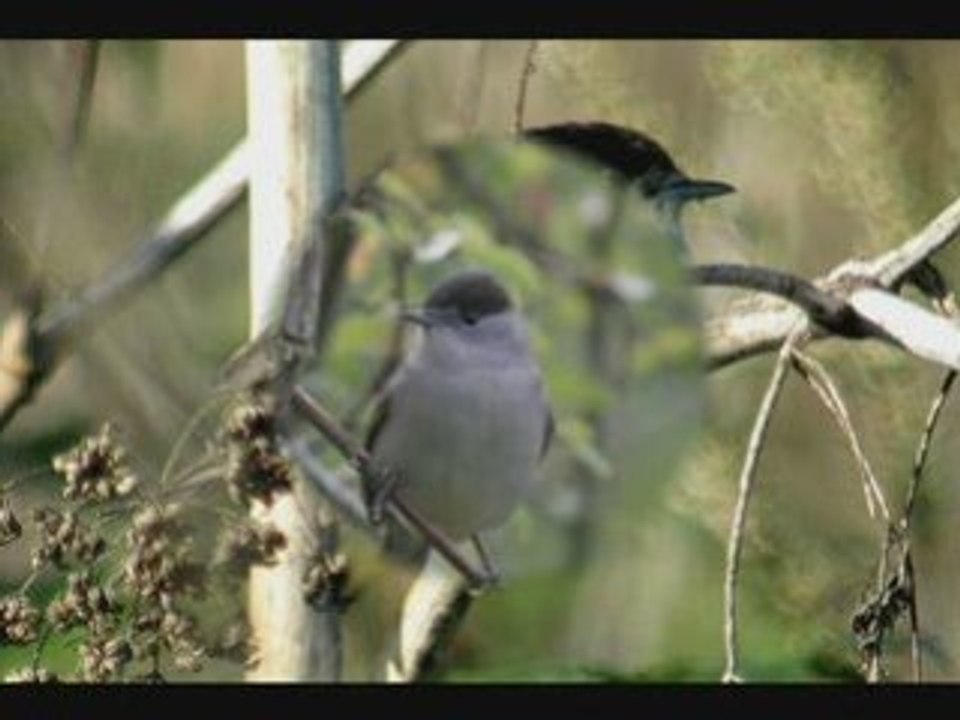 Fauvette a tête noire N