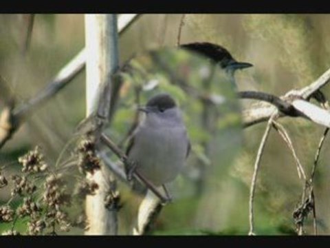 Fauvette a tête noire N