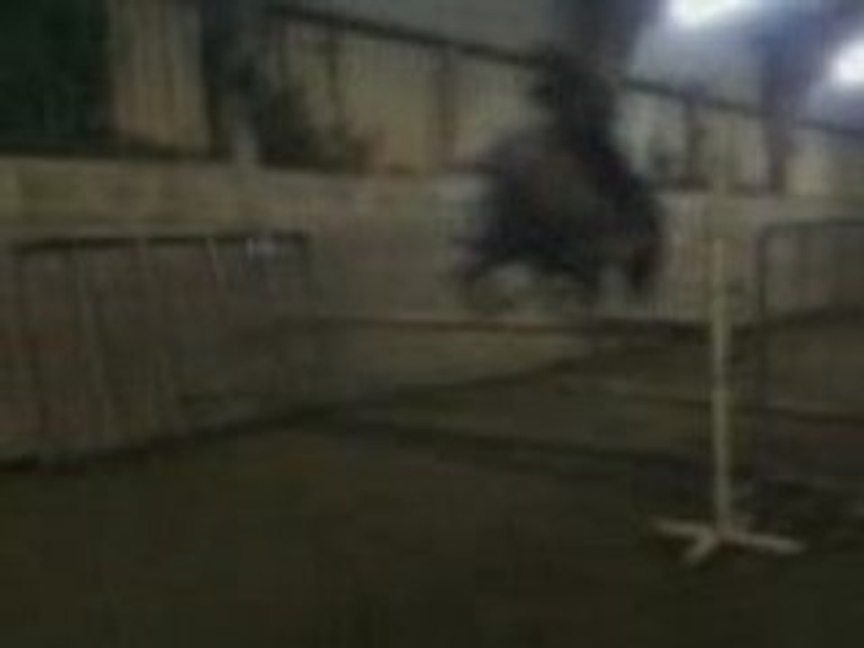 Vidéo-0004