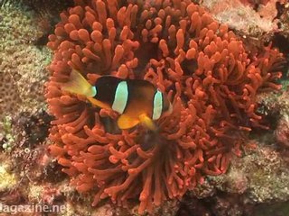 HD, Scuba Diving, Puerto Galera, Philippines, Coco Beach
